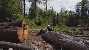 Best Firewood Processing and Delivery  in Beckett, NJ